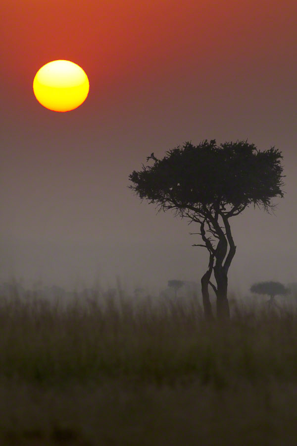 Kenya  Safari -Maasai Mara
