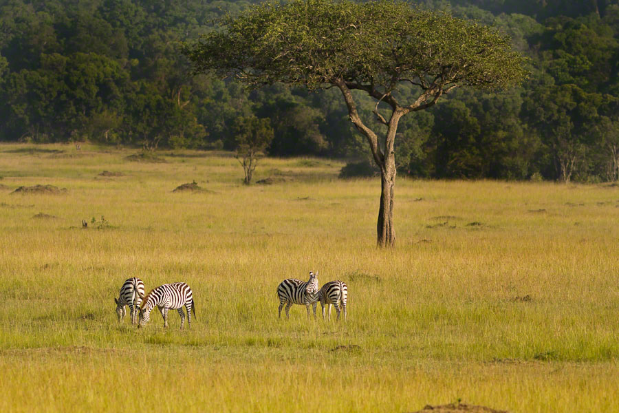 Kenya  Safari -Maasai Mara