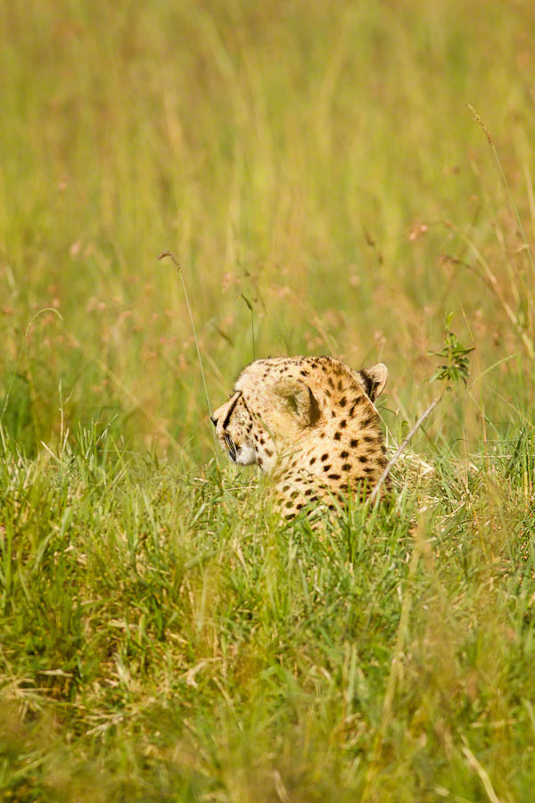 Kenya  Safari -Maasai Mara