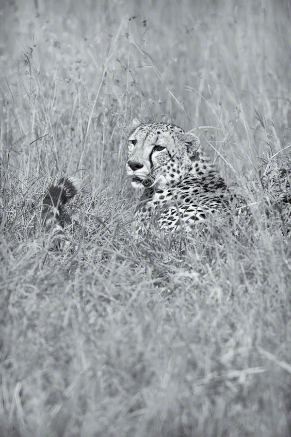 Kenya  Safari -Maasai Mara