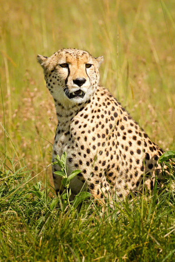 Kenya  Safari -Maasai Mara