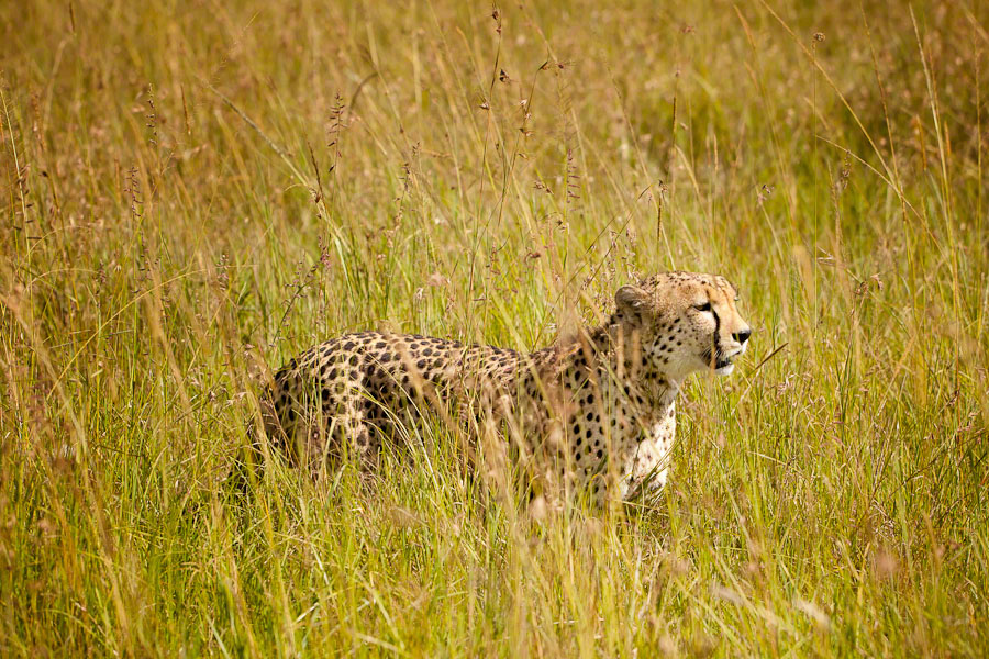 Kenya  Safari -Maasai Mara