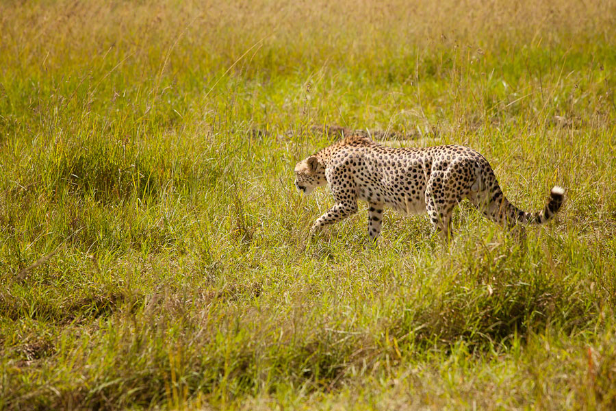 Kenya  Safari -Maasai Mara