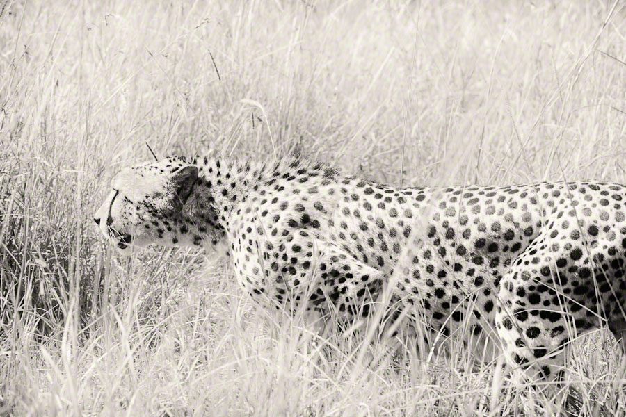 Kenya  Safari -Maasai Mara