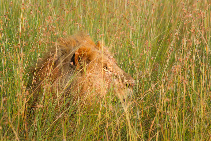 Kenya  Safari -Maasai Mara