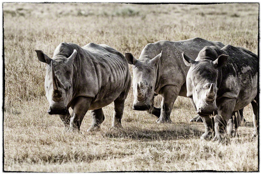 African Safari: Lake Nakuru