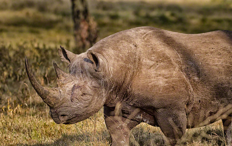 African Safari: Lake Nakuru