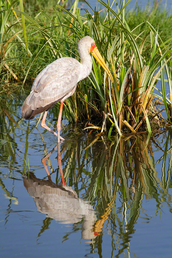 African Safari: Lake Nakuru