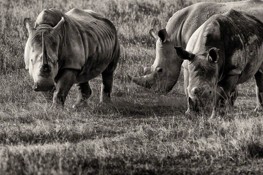 African Safari: Lake Nakuru