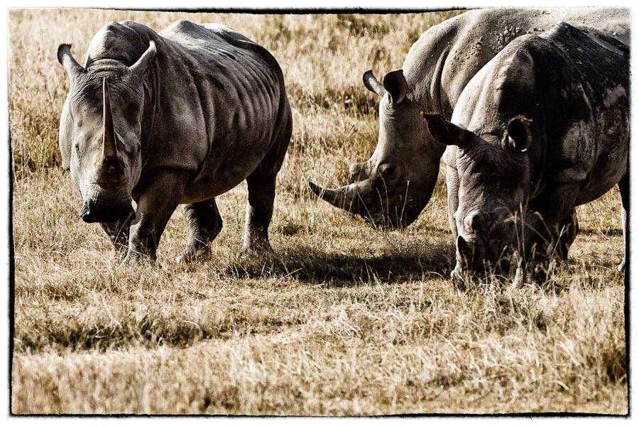 African Safari: Lake Nakuru