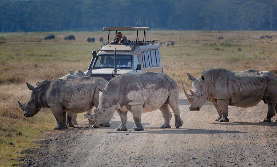 African Safari: Lake Nakuru