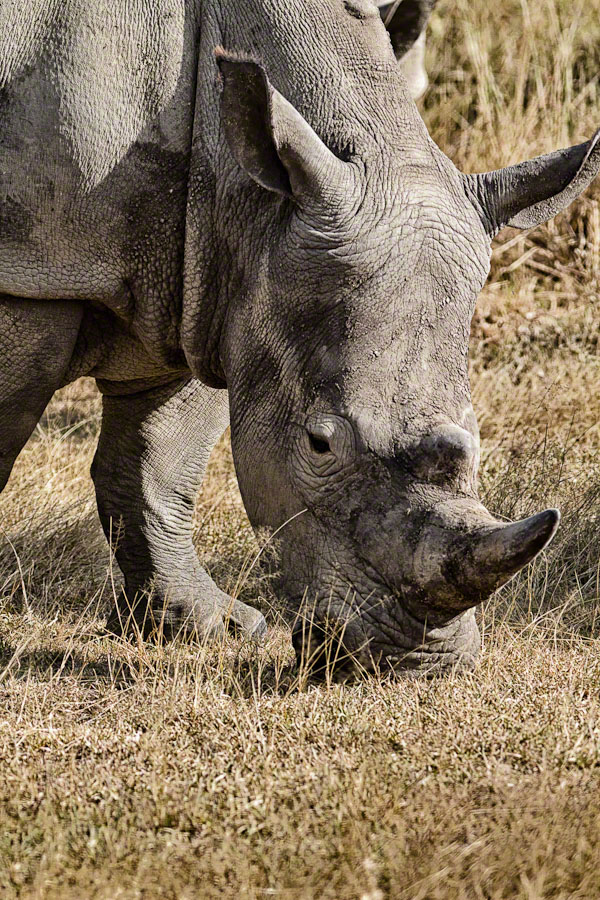 African Safari: Lake Nakuru