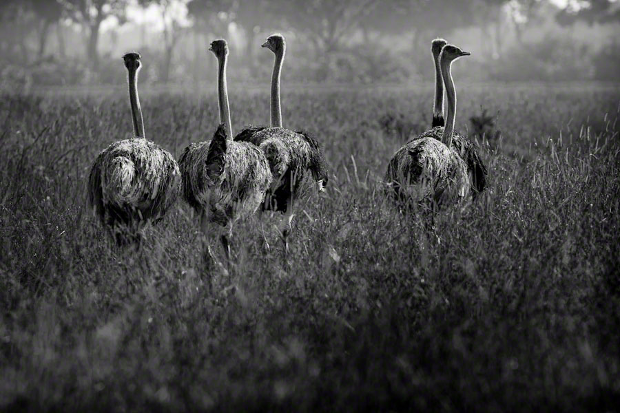 Kenya  Safari -Maasai Mara