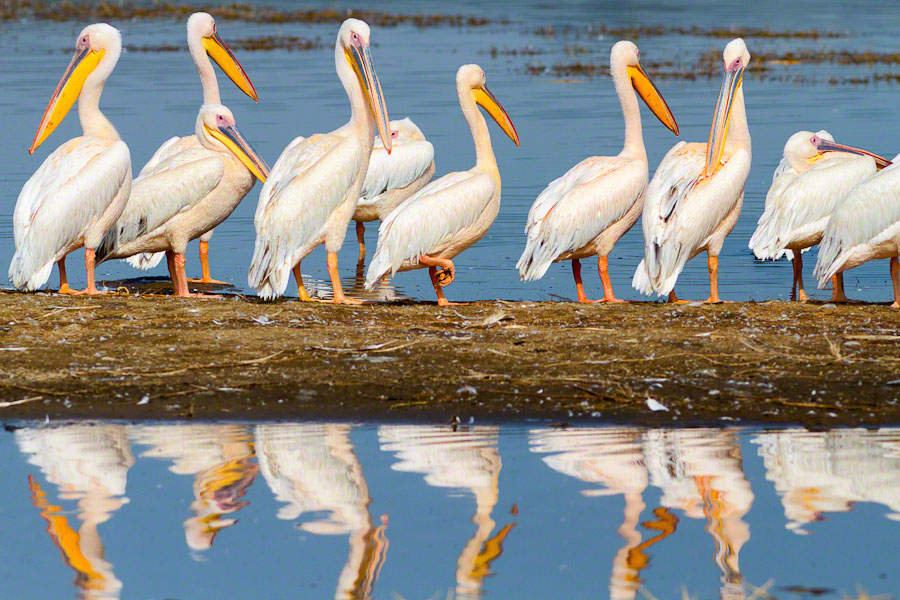 African Safari: Lake Nakuru