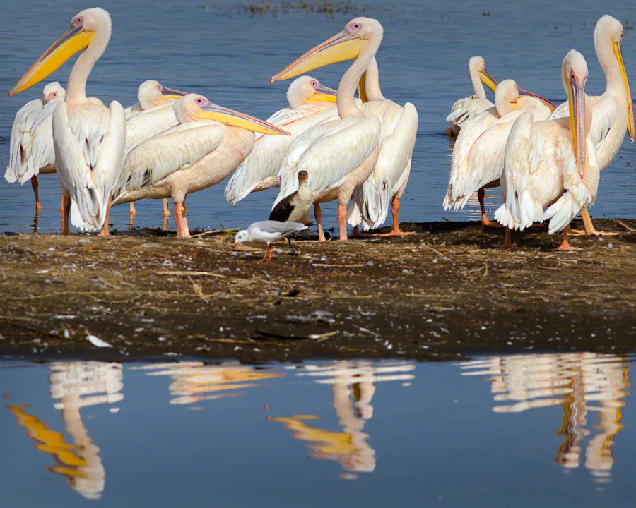 African Safari: Lake Nakuru