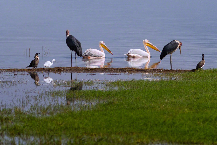 African Safari: Lake Nakuru