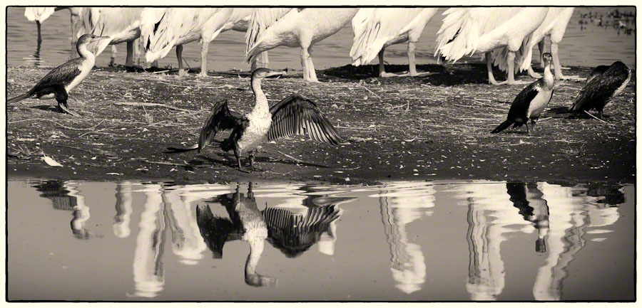 African Safari: Lake Nakuru