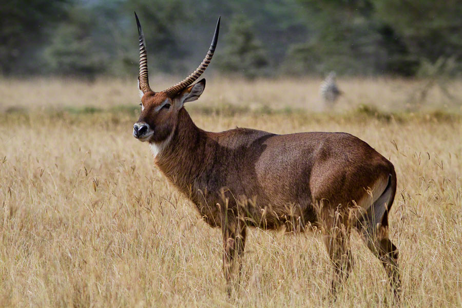 African Safari: Lake Nakuru