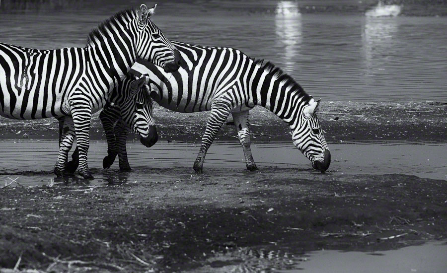 African Safari: Lake Nakuru