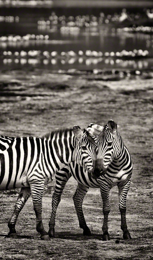 African Safari: Lake Nakuru
