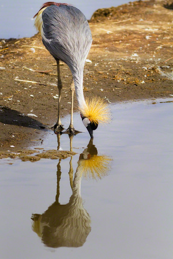 African Safari: Lake Nakuru
