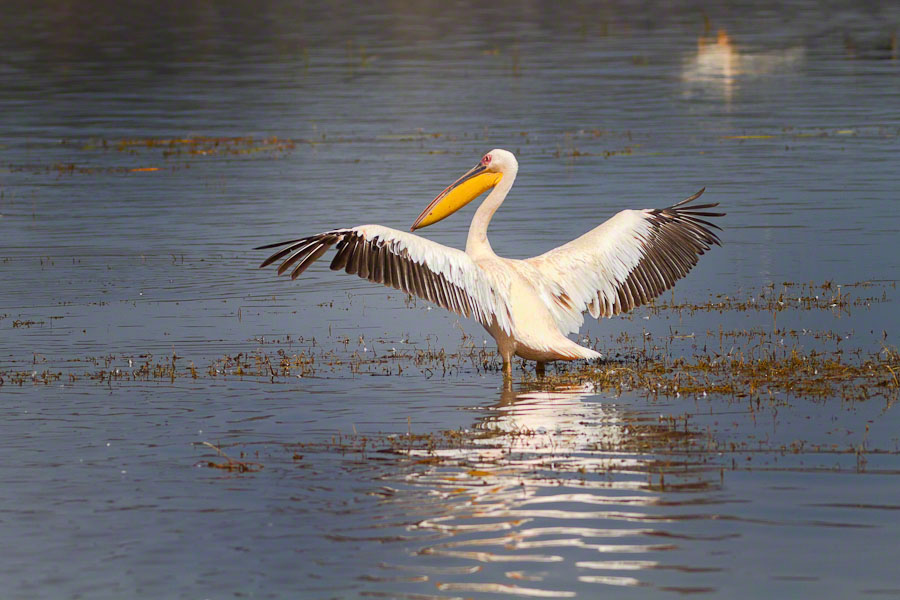 African Safari: Lake Nakuru