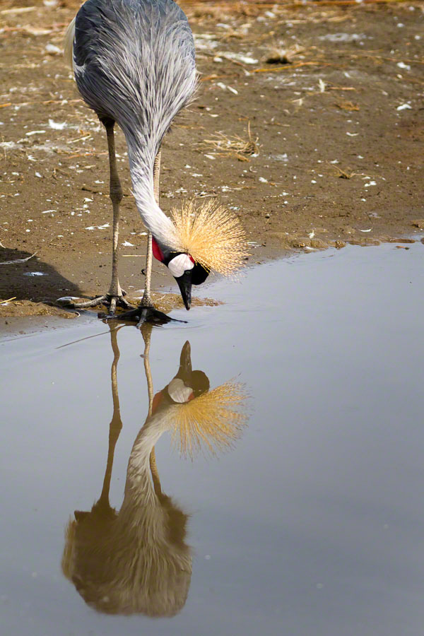 African Safari: Lake Nakuru