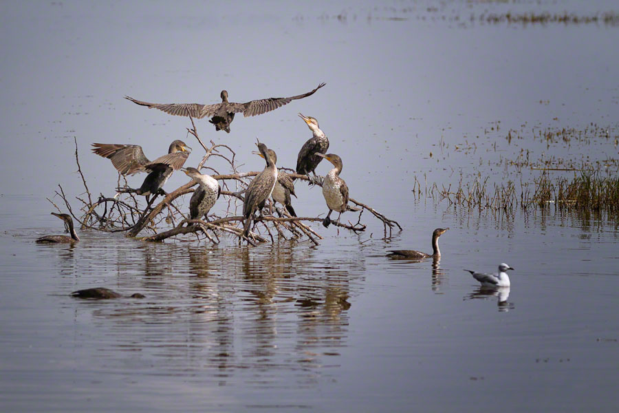 African Safari: Lake Nakuru