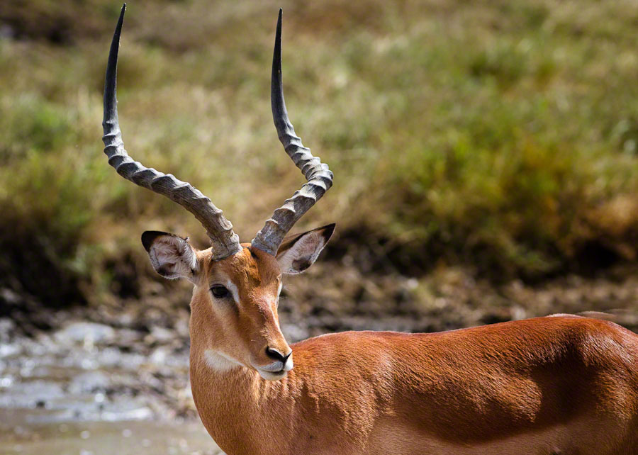 African Safari: Lake Nakuru