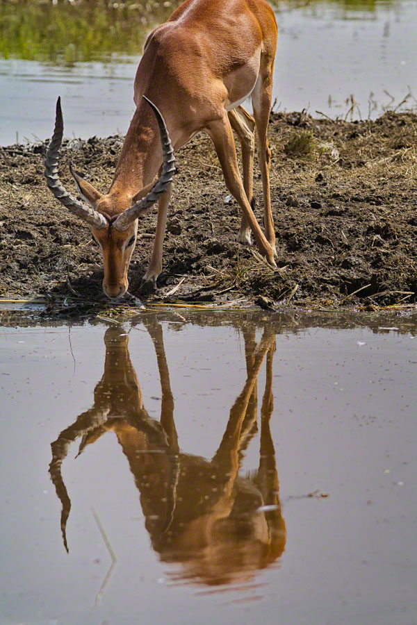 African Safari: Lake Nakuru
