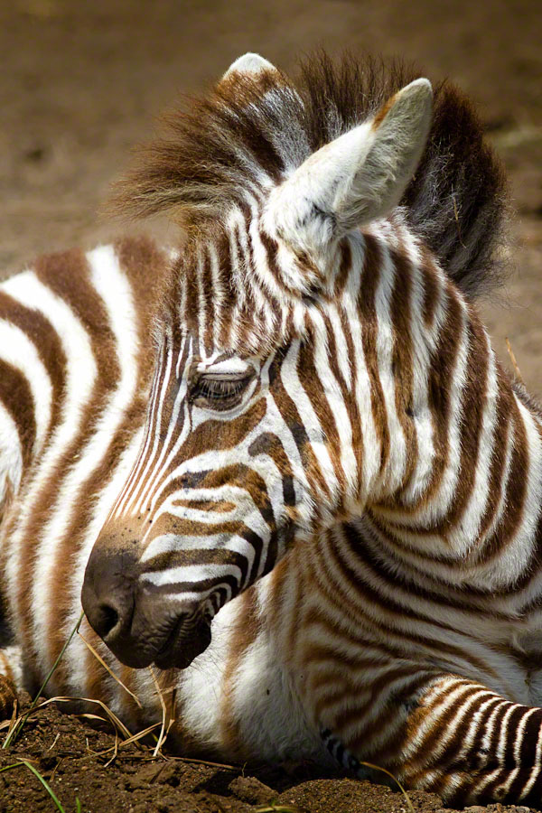 African Safari: Lake Nakuru