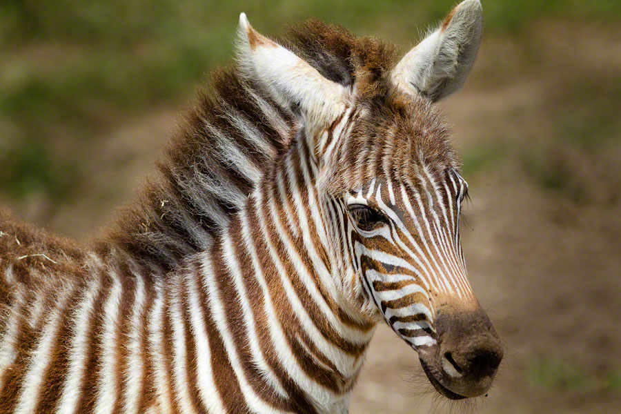 African Safari: Lake Nakuru