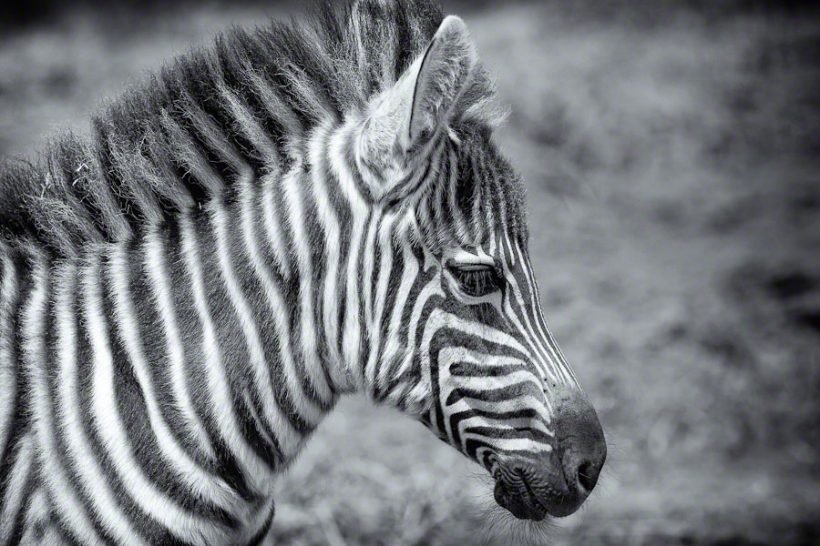 African Safari: Lake Nakuru