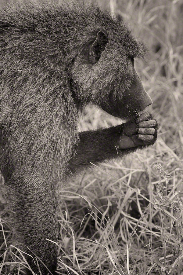 African Safari: Lake Nakuru