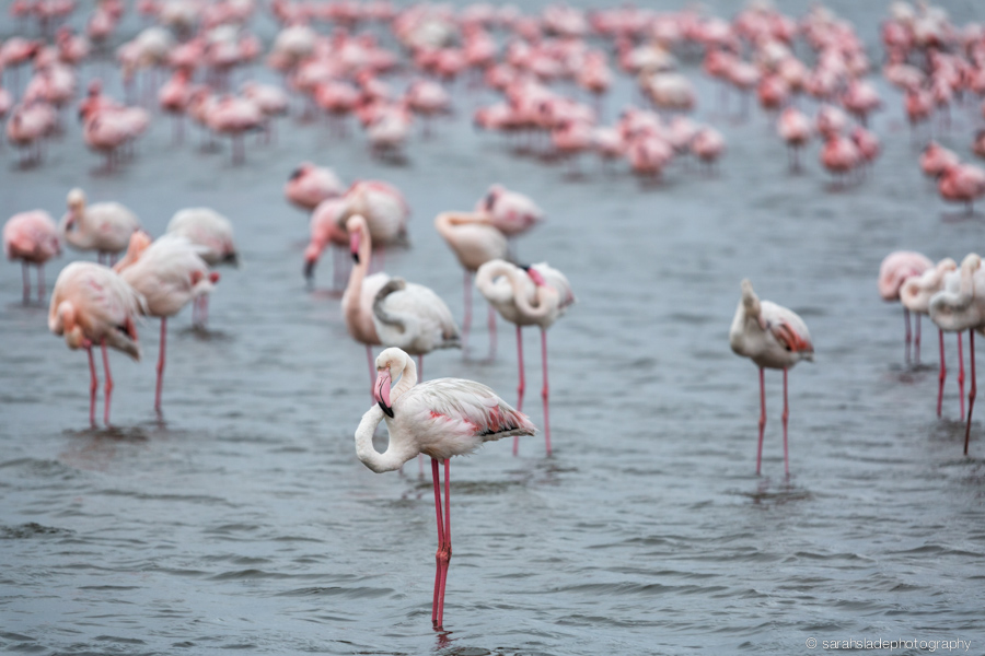 Namibia: Wildlife