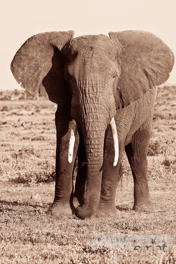 African Safari - Kenya. . . . . Desaturated close up view from front: large male elephant, Kenya, Africa