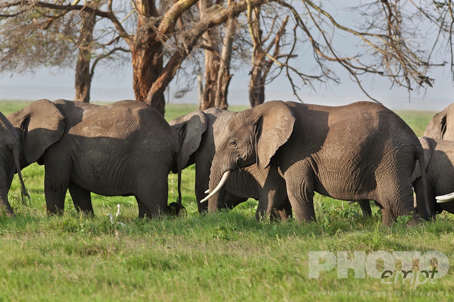 African Safari - Kenya. . . . . View of elephant herd in late afternoon golden light, with trees in background, Amboseli, Kenya, Africa
