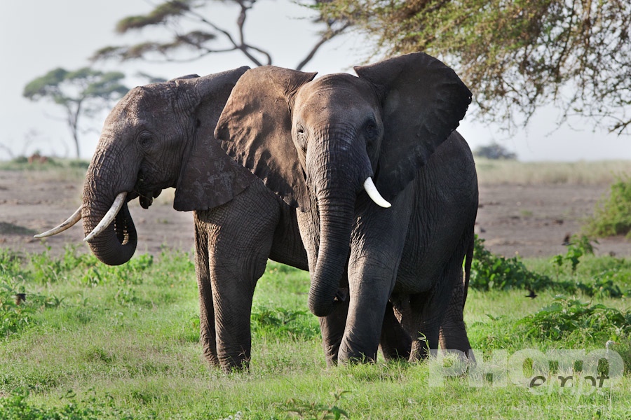 African Safari - Kenya. . . . . Close up front view of two large male elephants in late afternoon sunlight, Amboseli, Kenya, Africa
