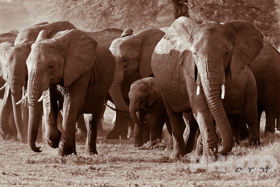 African Safari - Kenya. . . . . Desaturated view from front : close up of elephant herd walking forwards in late afternoon golden light, including baby in foreground, with trees in background, Amboseli, Kenya, Africa