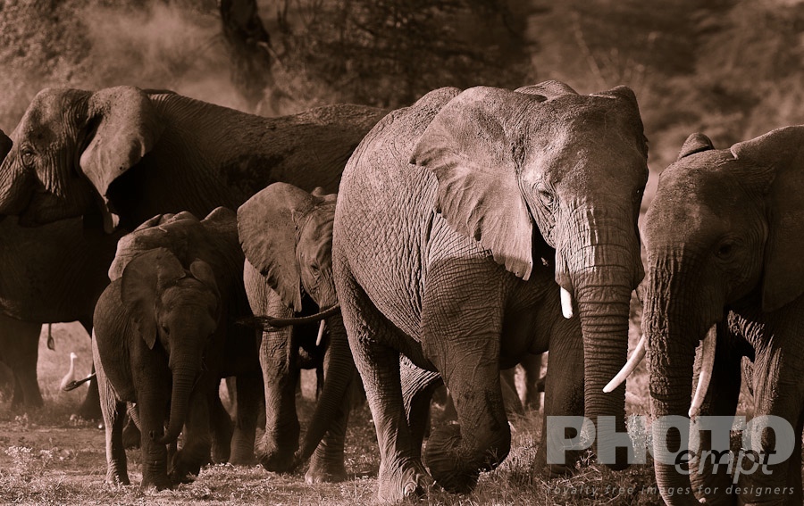 African Safari - Kenya. . . . . Close up monochrome view from front of elephant herd walking, large adult leading, with baby behind, trees in background, dust rising, Amboseli, Kenya, Africa