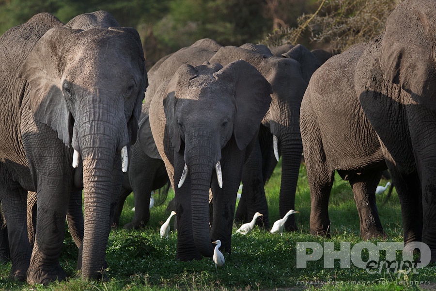 African Safari - Kenya. . . . . Close up view from front of elephant herd, large adult and younger elephant in lead, walking in late afternoon golden light, with trees in background, Amboseli, Kenya, Africa