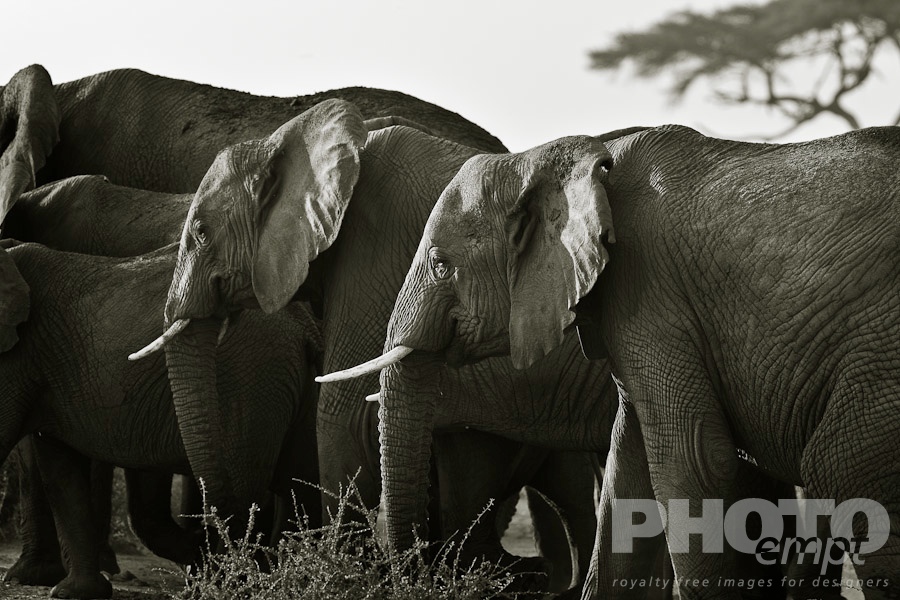 African Safari - Kenya. . . . . Close up monochrome view from side of elephant herd walking, with acacia tree in background, Amboseli, Kenya, Africa