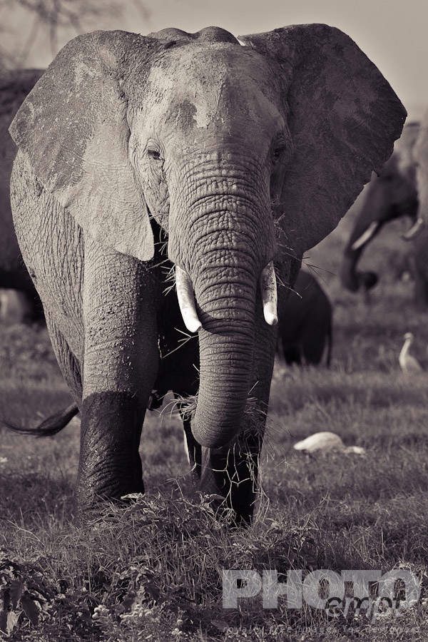 African Safari - Kenya. . . . . Close up monochrome view from front of single large male adult elephant walking, iwith other elephant and flying cattle egret in background, Amboseli, Kenya, Africa