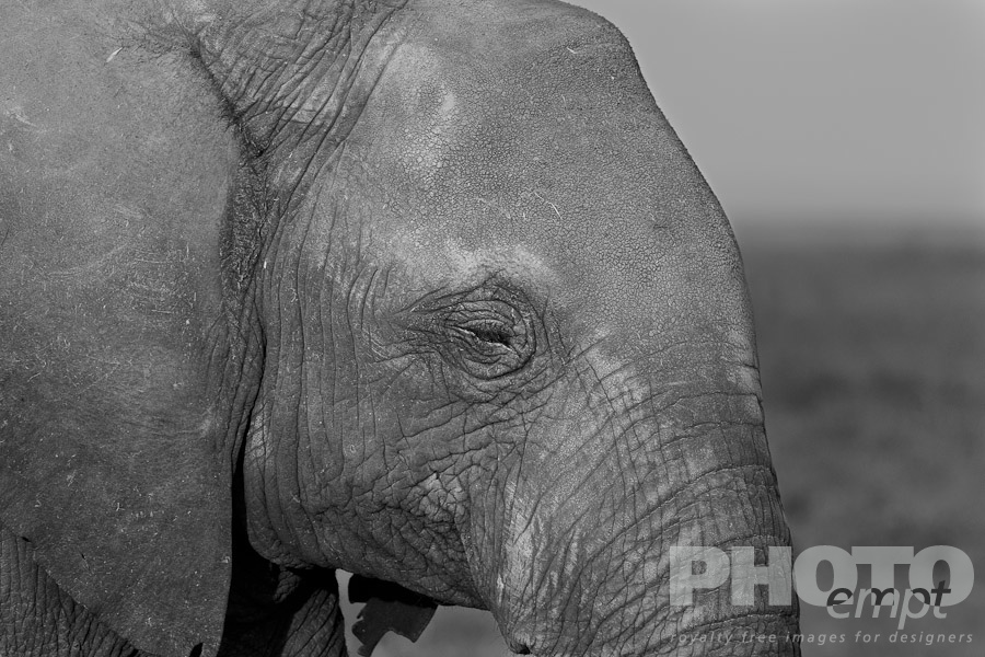 African Safari - Kenya. . . . . Close up monochrome front side view : face detail of single large adult elephant, Amboseli, Kenya, Africa