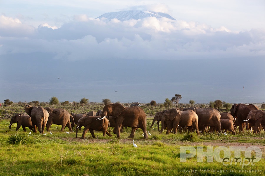 African Safari - Kenya. . . . . View from side of elephant  herd walking, safari jeep, slopes of Mount Kilimanjaro, and acacia trees in background, late afternoon sunlight, Amboseli, Kenya, Africa