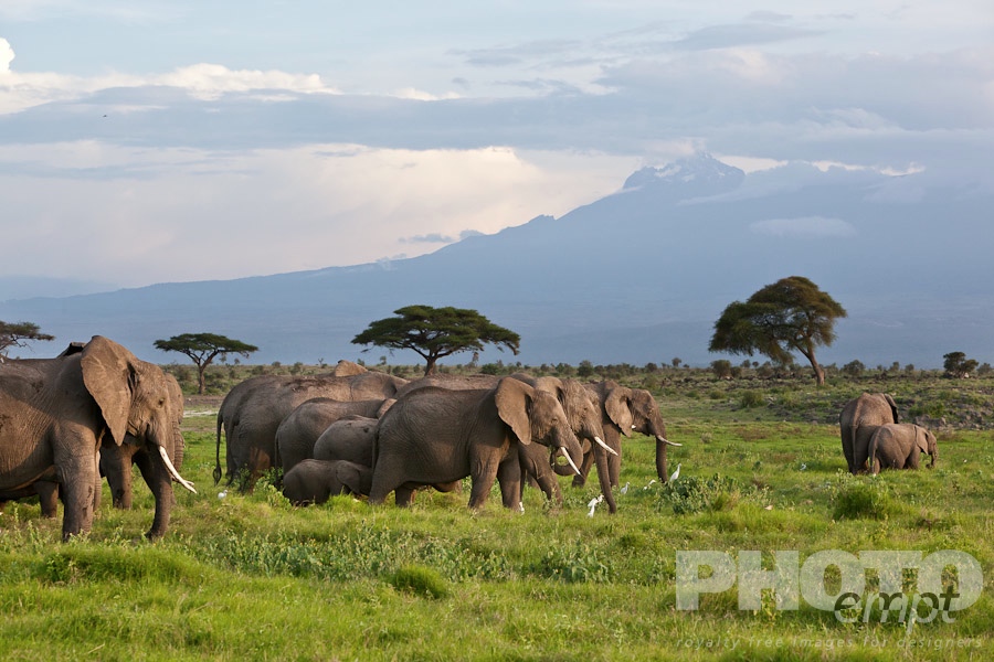 African Safari - Kenya. . . . . View from side of elephant  herd walking, slopes of Mount Kilimanjaro, and acacia trees in background, late afternoon sunlight, Amboseli, Kenya, Africa