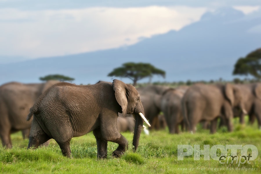 African Safari - Kenya. . . . . View from side of elephant  herd walking, slopes of Mount Kilimanjaro, and acacia trees in background, late afternoon sunlight, Amboseli, Kenya, Africa