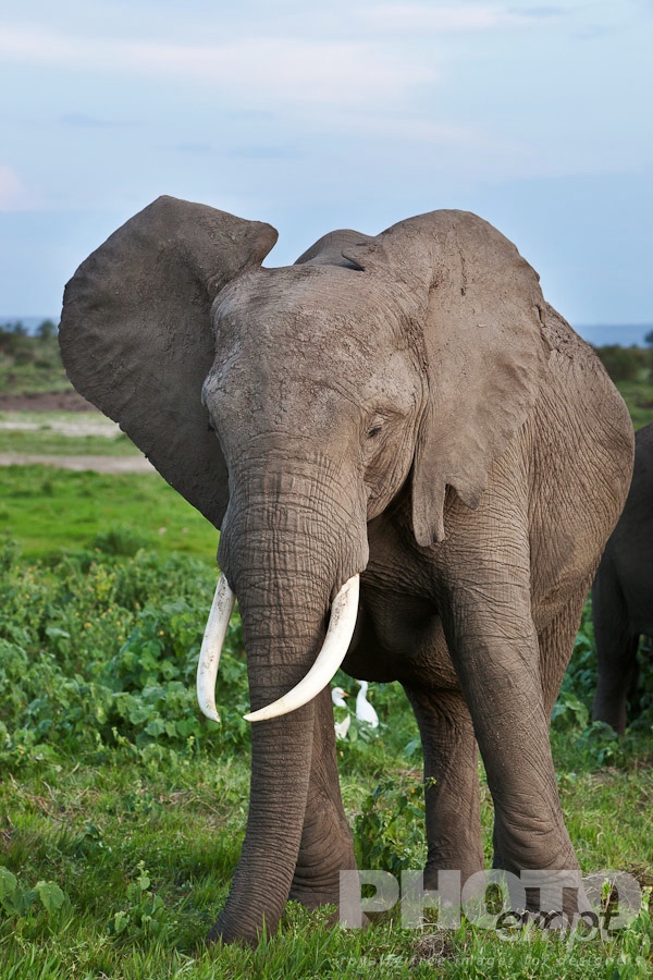 African Safari - Kenya. . . . . Closeup view from front of large male elephant, late afternoon sunlight, Amboseli, Kenya, Africa