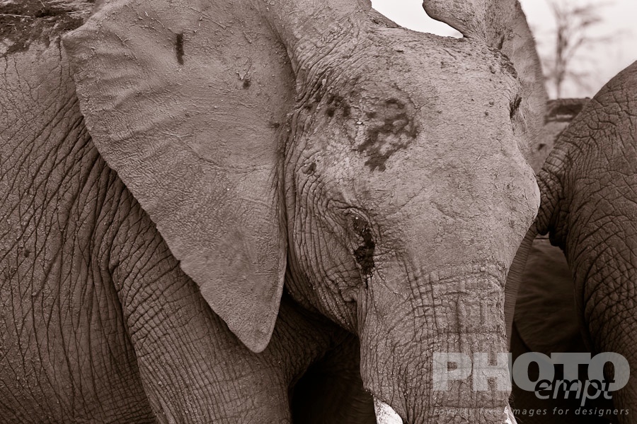 African Safari - Kenya. . . . . Closeup monochrome view from oblique front, of large adult elephant, detail of head and front torso, Amboseli, Kenya, Africa