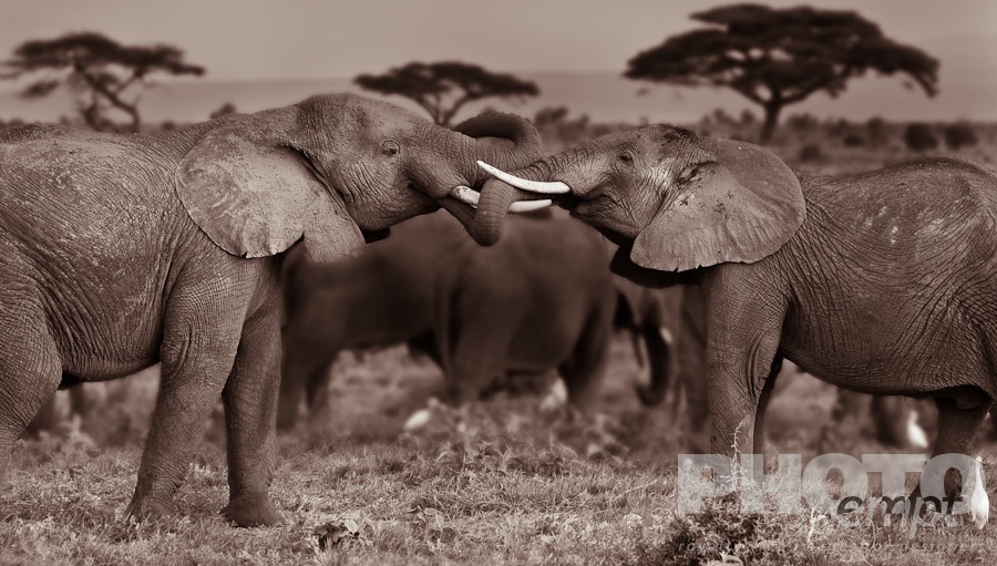 African Safari - Kenya. . . . . Close up monochrome view of two young adult male elephants sparring, wih trunks intertwined, shallow depth of field, with acacia trees and savanna background, Amboseli, Kenya, Africa